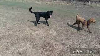 Toby's first dog park adventure. 11 month old black lab.