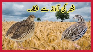 Batair ki awaaz||Bater ki awaz||Quail sound for hunting||Quail hunting volume 35