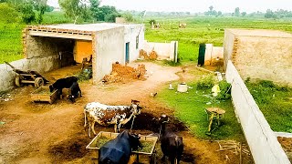 Village Life In Punjab Pakistan | Punjab Village Life | Village Life Style Of Mandi Bahauddin