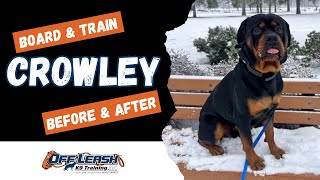 Rottweiler, 2 y/o, "Crowley" | Amazing Rottweiler Obedience Training