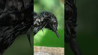 oriental magpie robin enjoying water splash | #bird #indianbirds #birdwatching #indianwildlife