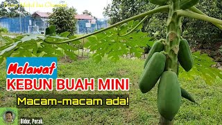 MELAWAT KEBUN BUAH MINI (Update)