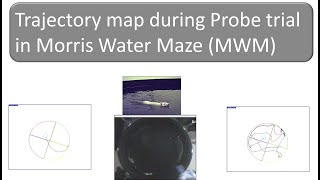 Trajectory map during Probe trial in Morris Water Maze (MWM)