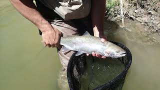 Working Together – Protecting Rainbow Trout at the Fish Ladder in St. Joseph, Ontario