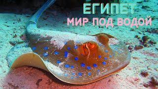 Египет 🇪🇬 Красное море 🐠 Подводный мир 🥽 Риф Рас Кати 🐟