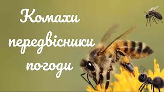 «Комахи передвісники погоди» 🐝  Природні синоптики. 🐜 Дитина у світі природи