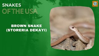 BROWN SNAKE (Storeria dekayi)