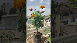 💯🔥Grow🤯 Marigold 🫵Like a Pro at Home Easy Tips for Continuous Blooms #organicgardening #shortsfeed