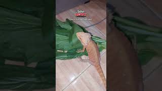 gikiran divideo malah diem #reptiles #beardeddragon #trending