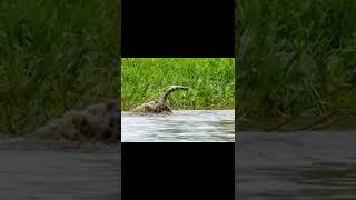 Leopard Is Too Quick To Catch A Crocodile In 1 Minute #leopard #crocodile #shorts #wildanimals