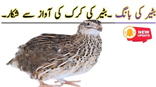 Batery ki awaaz || Bater ki awaz || Quail voice ||  Quail sound || Batair ki awaaz