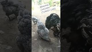 FREE RANGE CHICKEN BRAHMA CHICKEN