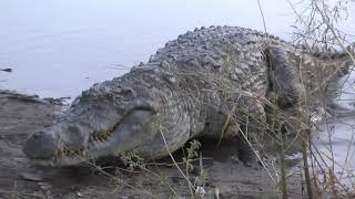 Relaxing on a crocodile in Burkino Faso