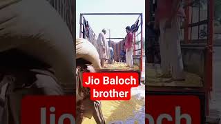 tractor| trala| unloading| maiz| Baloch| brother| Asia cup Pakistan in India