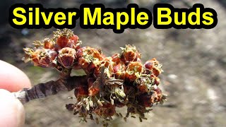 How To Tell When Silver Maple Buds Have Opened? Removing Maple Taps - End of Maple Tapping Season