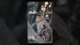 True Love | Parents Love | Mother's Love | Monkey Photography | Unakku Thaan Music @N-JoyTime