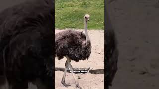 All about the fastest birds on Earth: Ostrich The speed of the ostrich  #animals #shortvideo