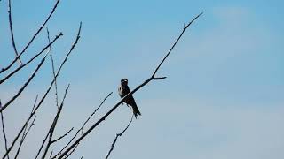 Senior Bird Walk, Union Bay Natural Area, August 4, 2023