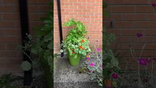 Fatsia underplanted with Nasturtiums