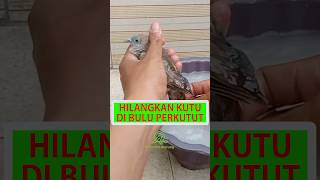 Cara Hilangkan Kutu Di Bulu Perkutut #shorts #perkutut #burungperkutut #perkututlokal #perkututalam