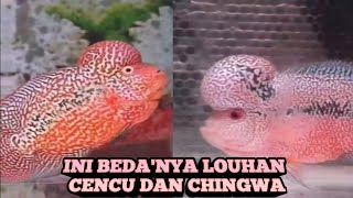 Perbedaan Louhan Cencu dan Chingwa / Kamfa