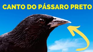 CANTO DO PÁSSARO PRETO canto de pássaro preto #shorts