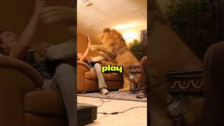 Lion got angry and pounded on owner 😱