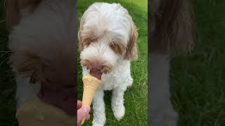 Dog cooling down with an ice cream on a hot day #dogs #puppy #dogactivity #cute #icecream #shorts