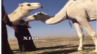 Funny Arabian Man and Camel Video