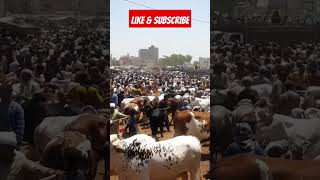 Malir Cow Mandi #viralvideo #ytshorts