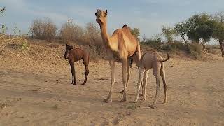 The Secret Life of Camels in the Thar Desert