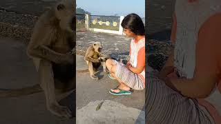 जय श्री राम 🙏#monkey #shorts