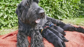 Miniature Schnauzer giving birth to 20 puppies!!!