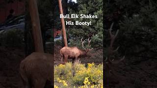 Bull Elk Shakes His Booty!