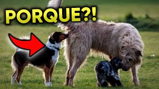 Porque Cachorro CHEIRA o TRASEIRO do Outro?