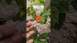 Wholesale bougainvillea plant nursery kolkata wholesale market