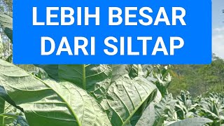 Tembakau Temanggung  #suksesperangkatdesa