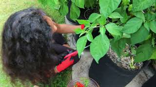 GOT MY DAUGHTER HELPING PICK THE HOT PEPPERS TODAY!