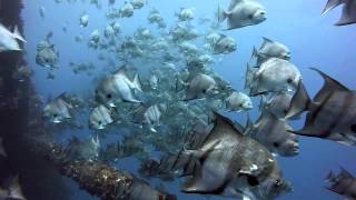 Buceo en Mexico