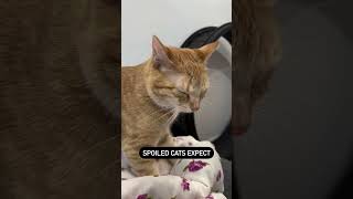 Does your cat have a touch of spoiling  #cat #catlovers #orangeandwhitecat #funny #petlovers