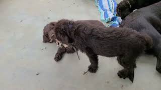 Labradoodle Puppies Causing Trouble