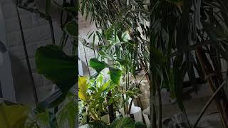 Цветы в моей спальне #растения #plants #дача #дача #хочуврек #хочуврек