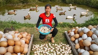 Harvesting A Lot Of Ducks Eggs Goes To Rural Market Sell - Family Farm - Live With Nature - New Life