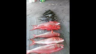 mancing jigging dalam spot perairan maluku pulau seram hasil jigging hari ini video dikirim dari tkp