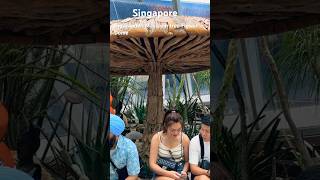 Big Wooden Masroom Tree Flower Dome #singapore #instagram #shorts #flowerdome #marinabaysands #shot