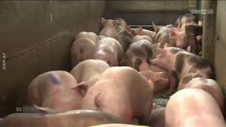 "Landwirt schafft": Schweinefleisch-Kontrolle ORF Steiermark heute