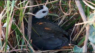 Beautiful Bird, Gentle Bird