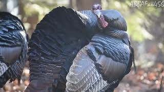 My Turkey Friend - 01.03.2024