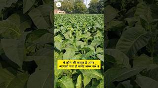 Kya aapko pata hai yah kon si fasal hai #farming #crop #aasankheti