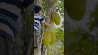 Jackfruit-the world’s largest fruit! #jackfruit #worldslargest